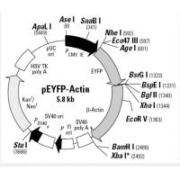 pEYFP-Actin
