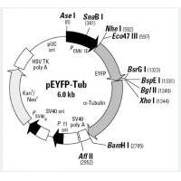 pEYFP-Tub