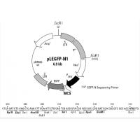 pLEGFP-N1