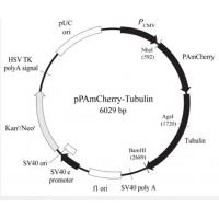 pPAmCherry-Tubulin