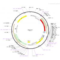mEOS3.2-C1