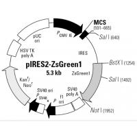 pIRES2-ZsGreen1