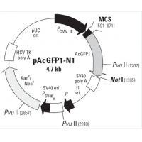 pAcGFP1-N1