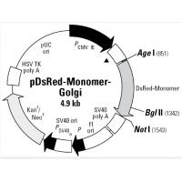 pDsRed-Monomer-Golgi
