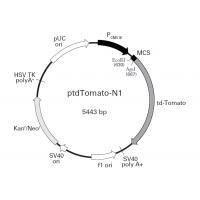 ptdTomato-N1