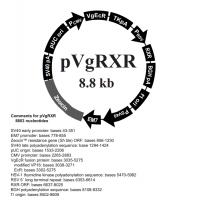 pVgRxR