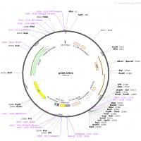 pCDH-MSCV-MCS-EF1-CopGFP-T2A-puro