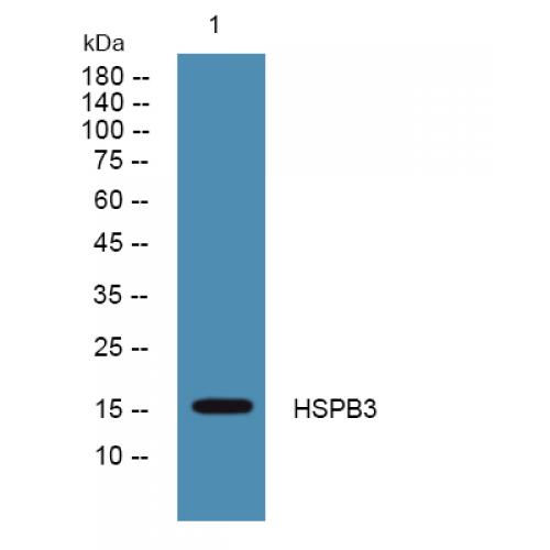 HSPB3 Polyclonal Antibody