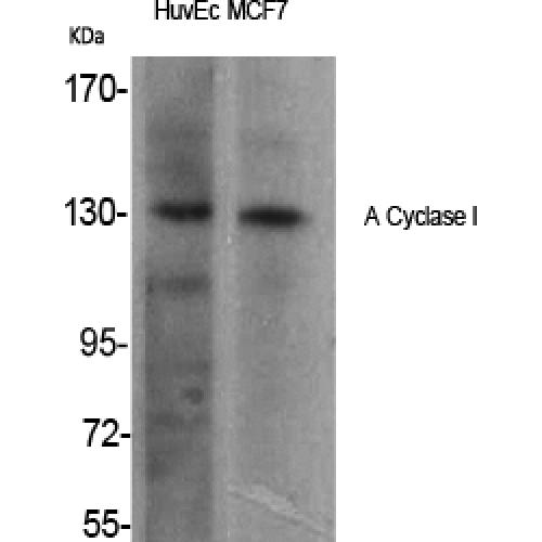 A Cyclase I Polyclonal Antibody