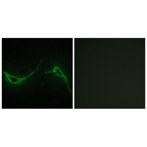 A Cyclase VII Polyclonal Antibody