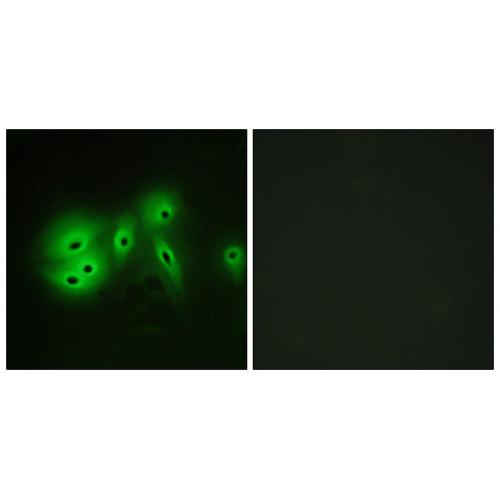 A Cyclase VIII Polyclonal Antibody