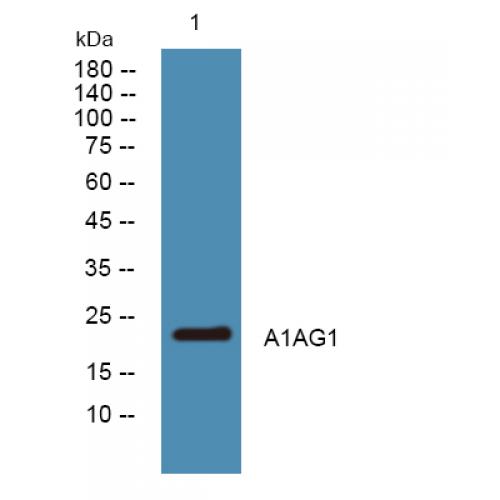 A1AG1 Polyclonal Antibody