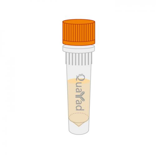 蛋白酶K溶液10mg/ml	Proteinase K solution10mg/ml