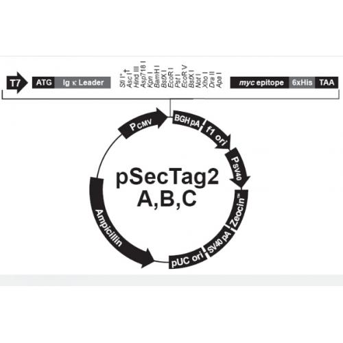 pSecTag2 A