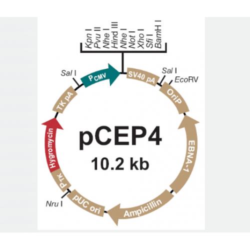 pCEP4