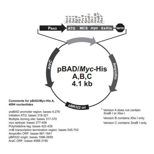 pBAD/His A