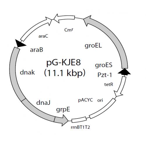 pG-KJE8