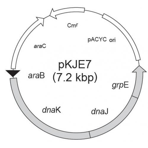 pKJE7
