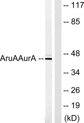ARK-1 Polyclonal Antibody