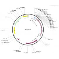 pET-43.1a（+）