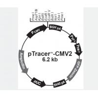 pTracer CMV2