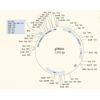 pTWIN1