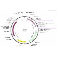 pGEX-2TK