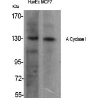 A Cyclase I Polyclonal Antibody
