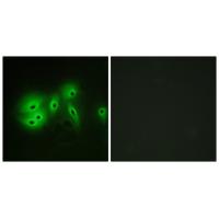 A Cyclase VIII Polyclonal Antibody