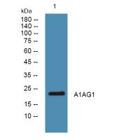 A1AG1 Polyclonal Antibody