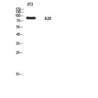 A20 Polyclonal Antibody