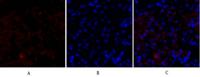 HSP27 Polyclonal Antibody