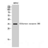 Olfactory receptor 5M3 Polyclonal Antibody