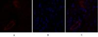 Claudin-5 Polyclonal Antibody