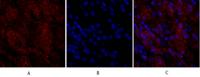 Claudin-5 Polyclonal Antibody