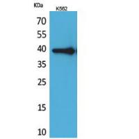 HSP77/76 Polyclonal Antibody