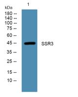 SSR3 Polyclonal Antibody