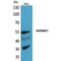HSPBAP1 Polyclonal Antibody