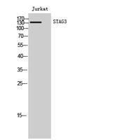 STAG3 Polyclonal Antibody