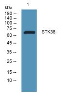 STK38 Polyclonal Antibody