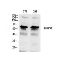 Stra8 Polyclonal Antibody
