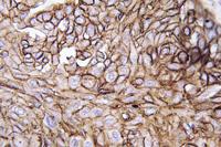 AQP3 Polyclonal Antibody