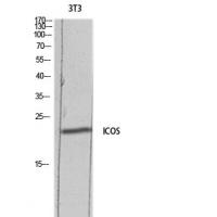 ICOS Polyclonal Antibody