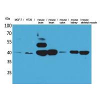 IDH3A Polyclonal Antibody
