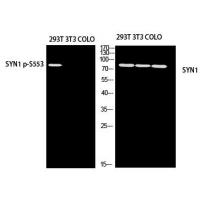 Synapsin-1 Polyclonal Antibody