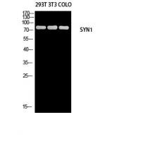 Synapsin-1 Polyclonal Antibody