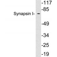 Synapsin-1 Polyclonal Antibody