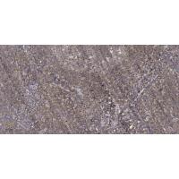 Synapsin-1 Polyclonal Antibody