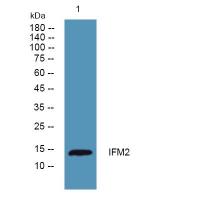 IFITM2 Polyclonal Antibody