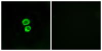 IFITM3 Polyclonal Antibody